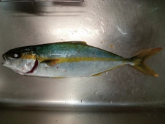 ヒラマサの釣果