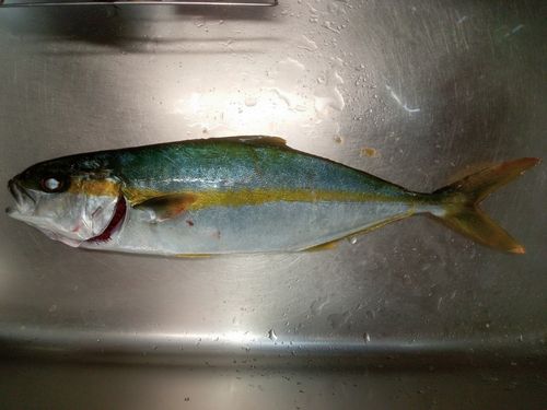 ヒラマサの釣果