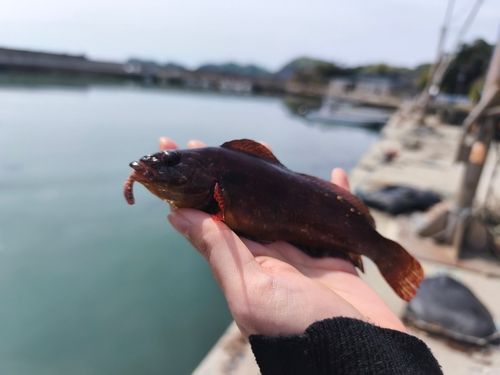クジメの釣果