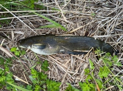 ナマズの釣果