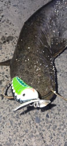 マナマズの釣果