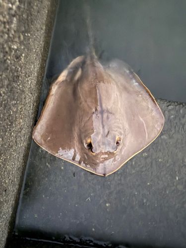 エイの釣果