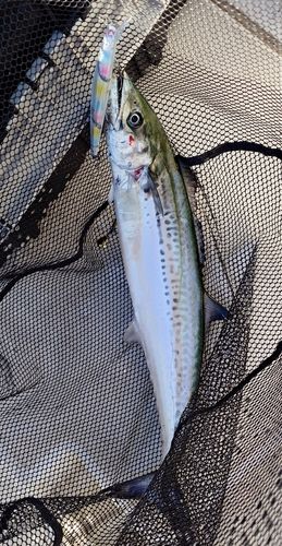 サワラの釣果