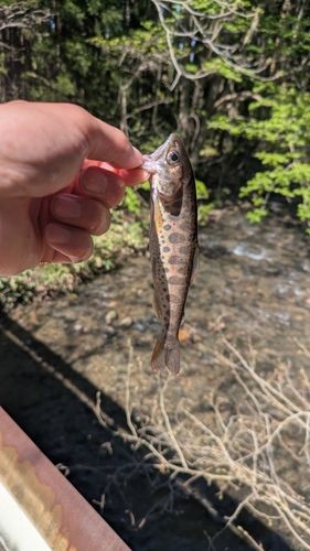 ヤマメの釣果