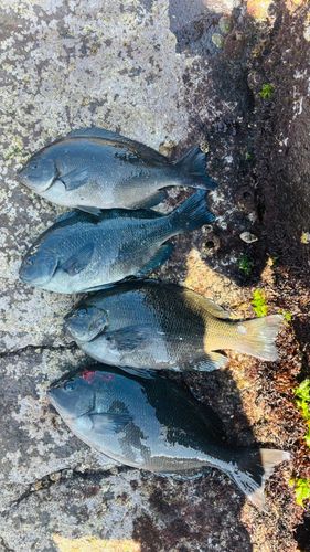 メジナの釣果