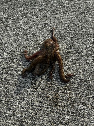タコの釣果