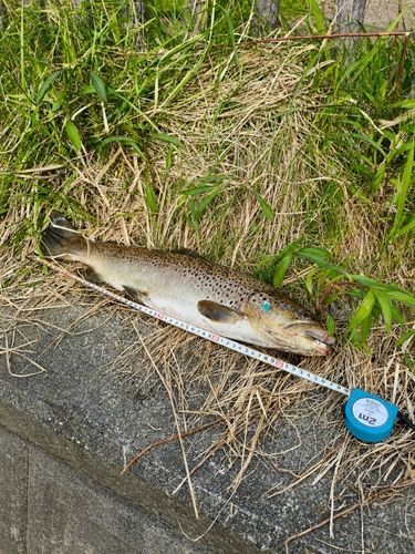 ブラウントラウトの釣果