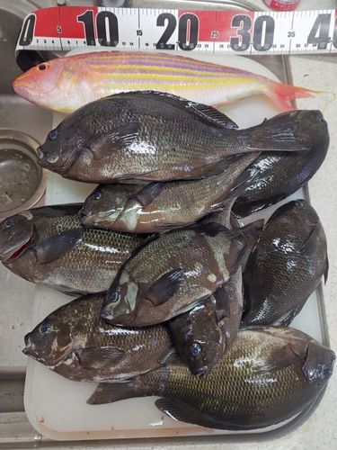 イトヨリダイの釣果