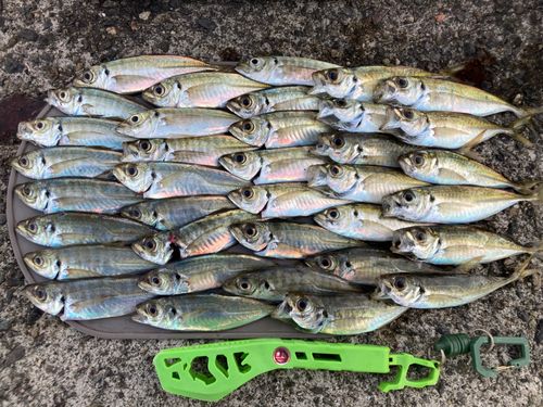 アジの釣果