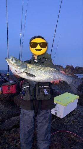 ヒラスズキの釣果