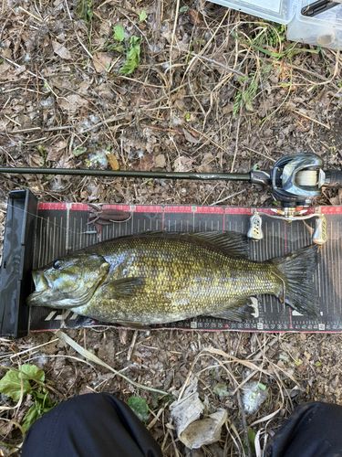 スモールマウスバスの釣果
