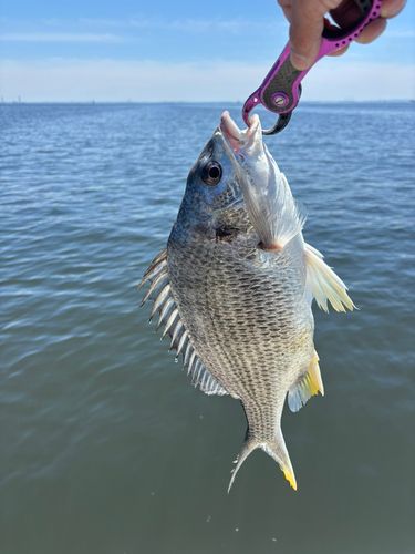 キビレの釣果
