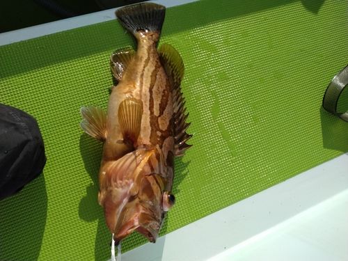 ホウキハタの釣果
