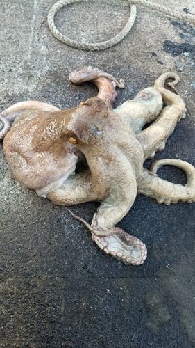 マダコの釣果