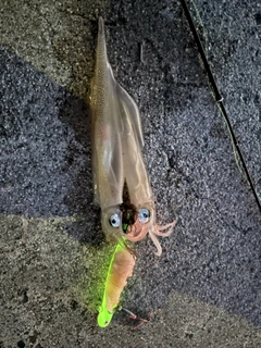 ヤリイカの釣果