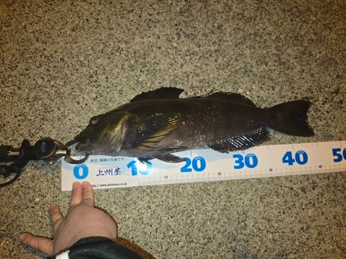 アイナメの釣果