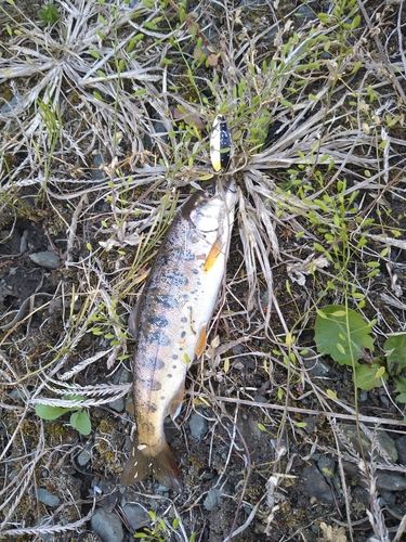 ヤマメの釣果