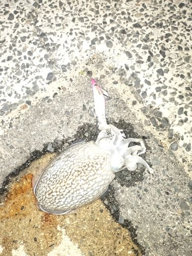 コウイカの釣果