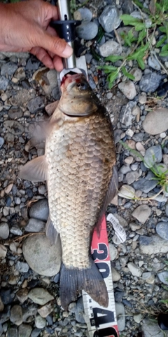 ギンブナの釣果