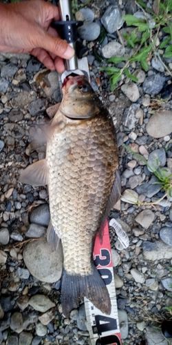 ギンブナの釣果
