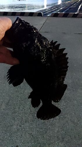ムラソイの釣果