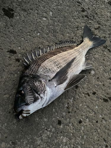 クロダイの釣果