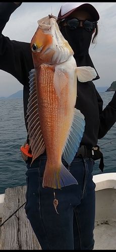 アカアマダイの釣果