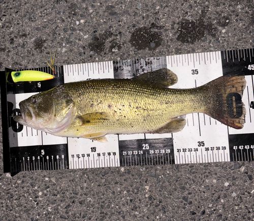 ブラックバスの釣果