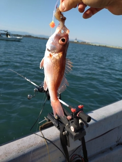 アカムツの釣果