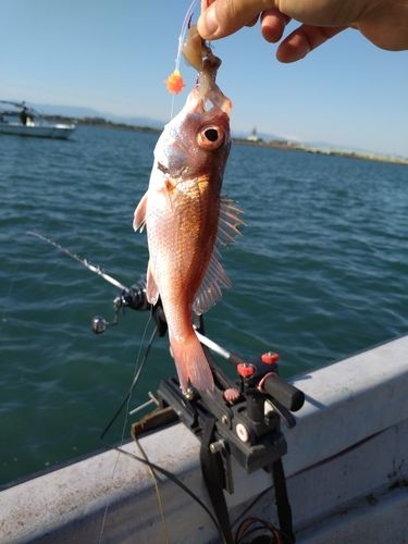 アカムツの釣果