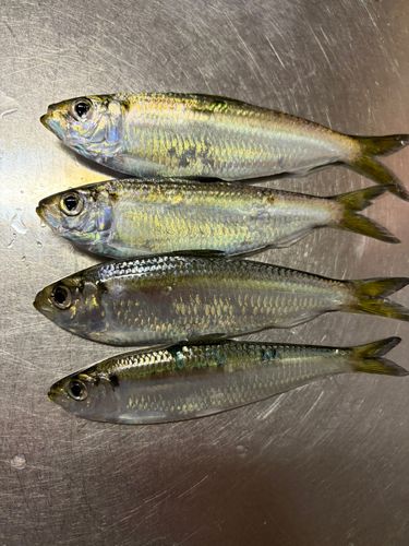 サッパの釣果