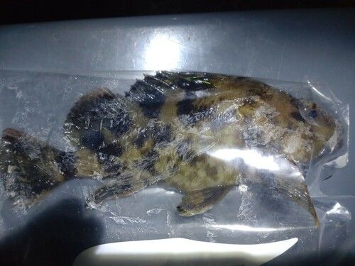 ガシラの釣果