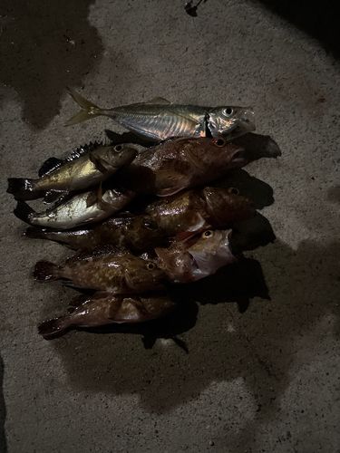 アジの釣果