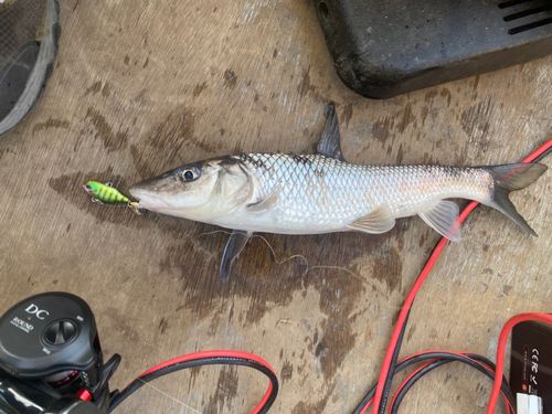 ニゴイの釣果