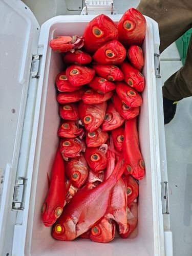 キンメダイの釣果