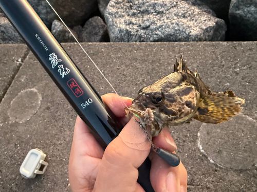 カサゴの釣果