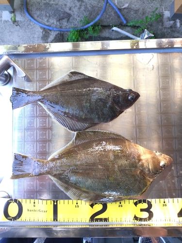 ソウハチの釣果