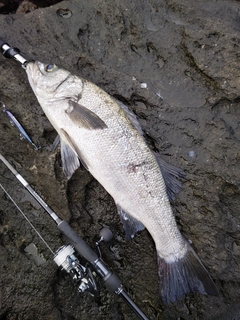 ヒラスズキの釣果