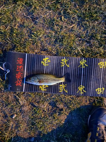 ラージマウスバスの釣果