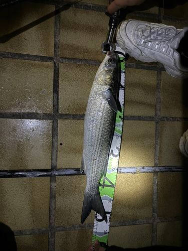ボラの釣果