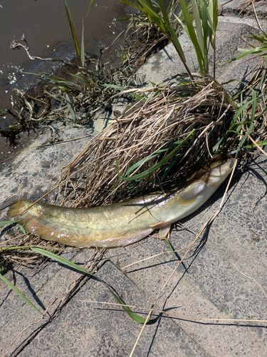ナマズの釣果