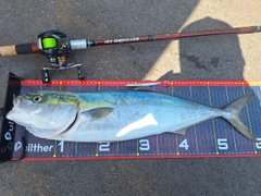 ワラサの釣果