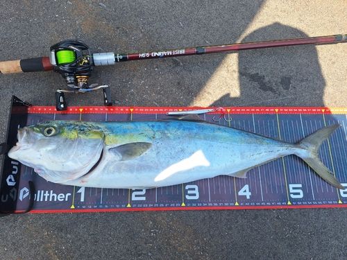 ワラサの釣果