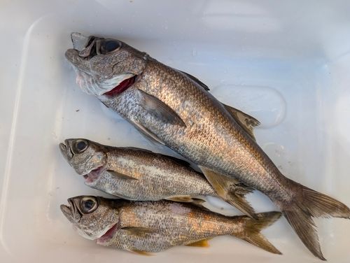 ムツの釣果