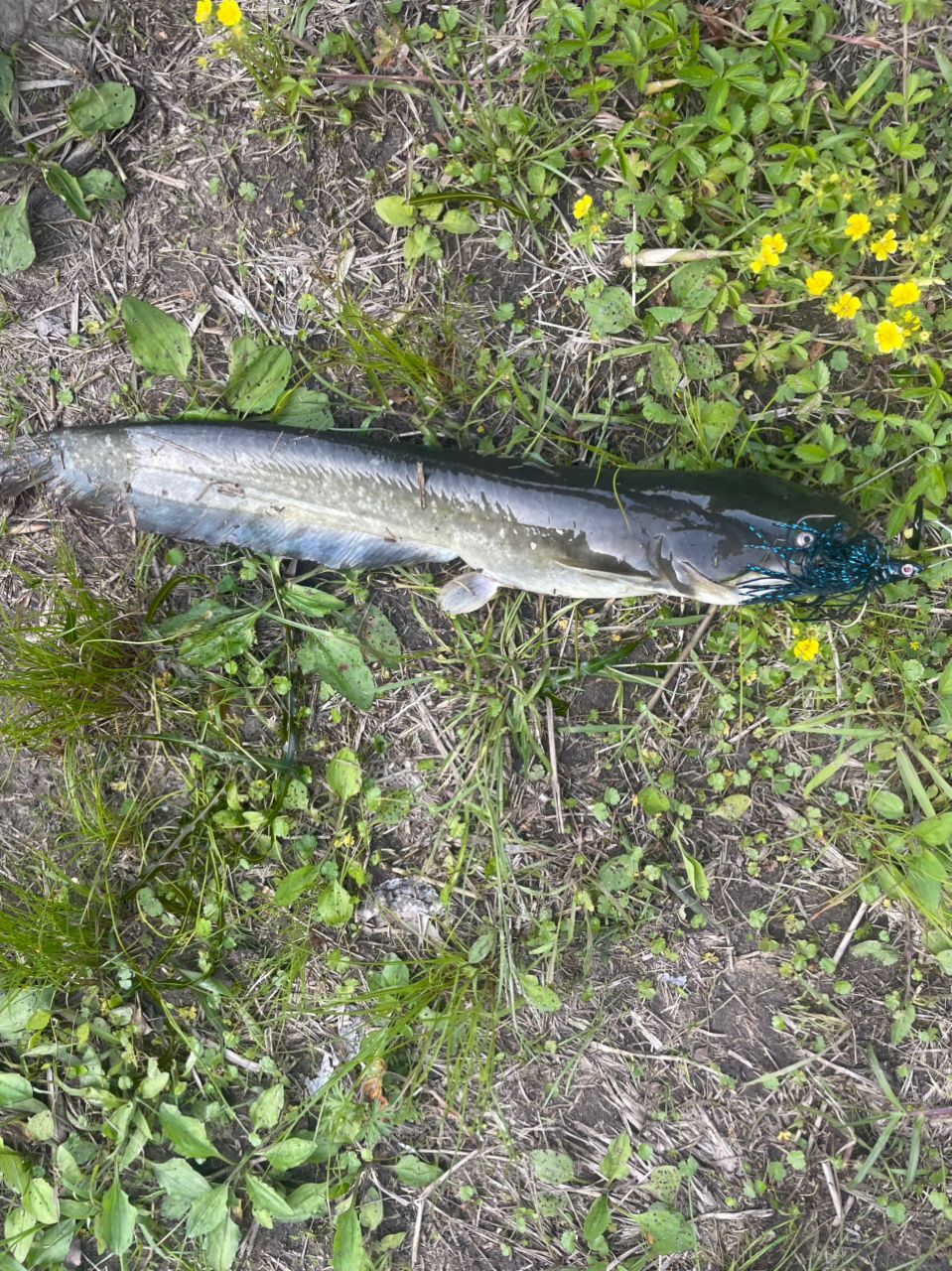 ナマズの釣果写真
