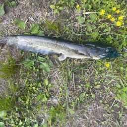 ナマズの釣果写真