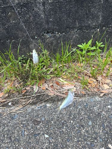 ママカリの釣果