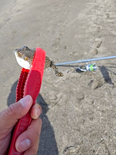 クサフグの釣果
