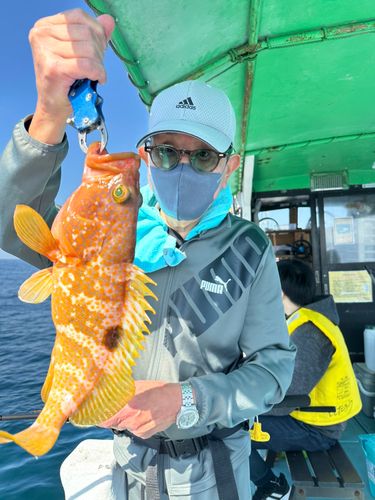 キジハタの釣果