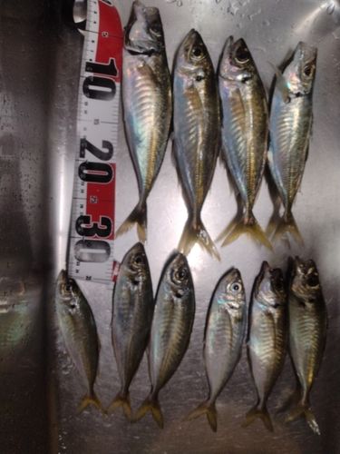 アジの釣果